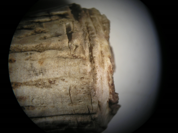 kamień pod mikroskopem